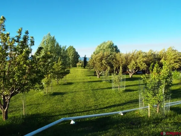 a view of a park with large trees