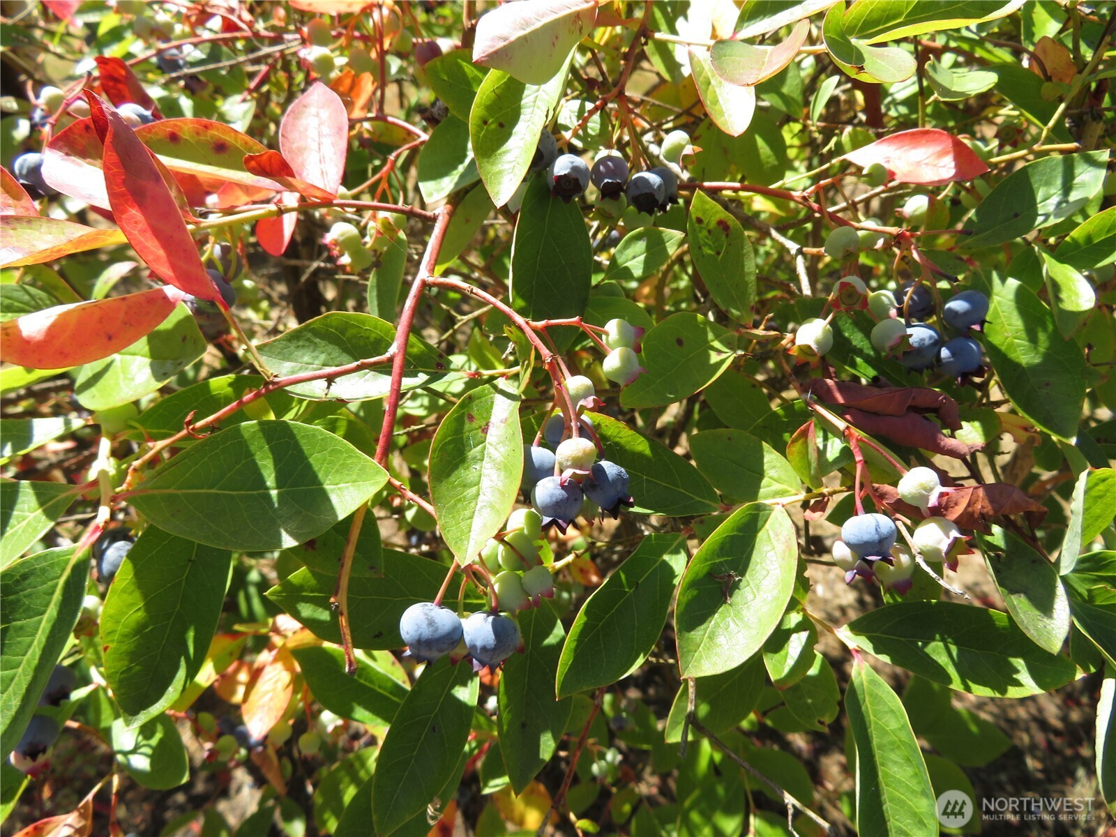 21 Wynoochee Valley Road Montesano, WA 98563 - Photo 38 of 38 a view of flowers tree