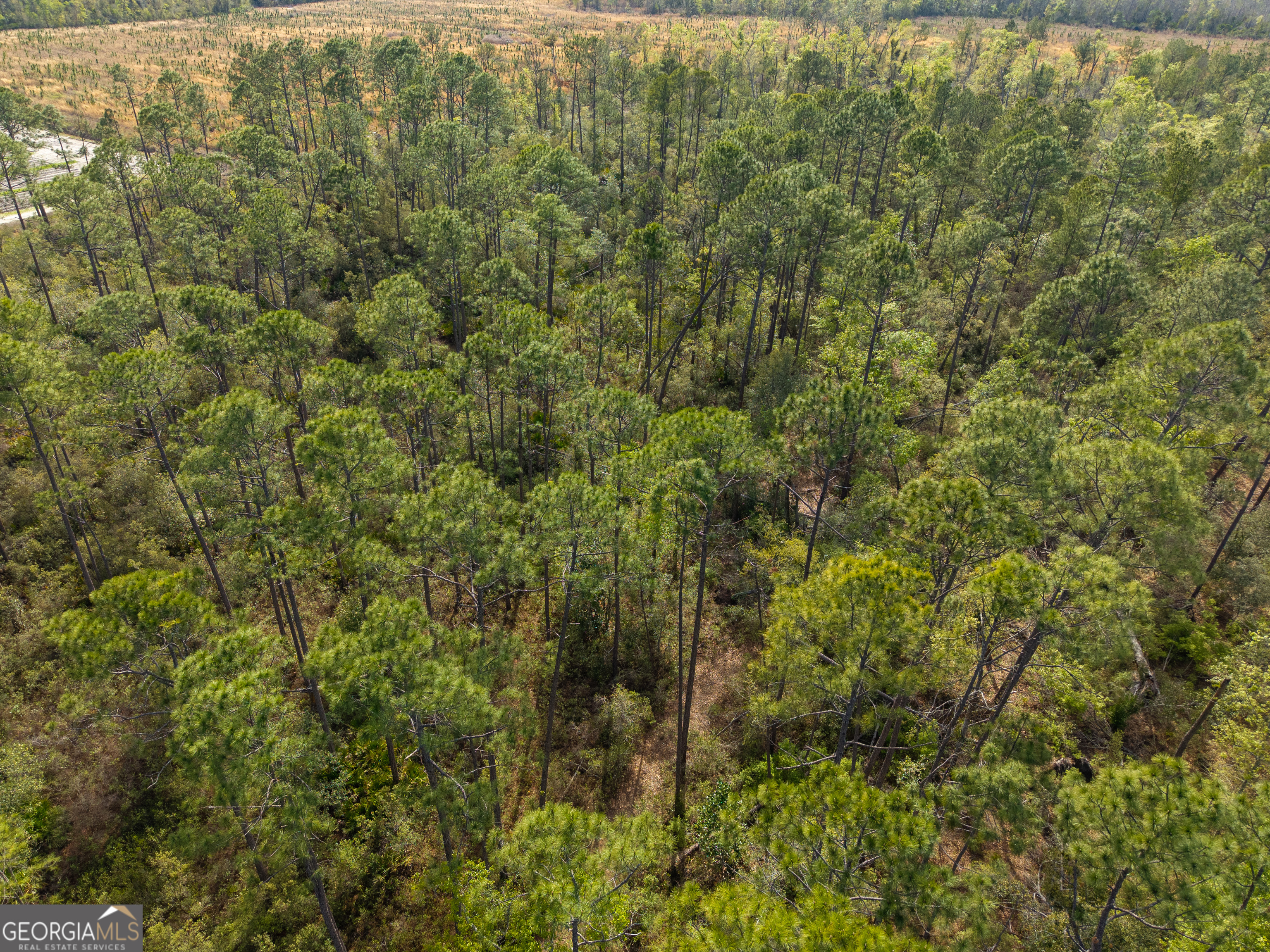 5536 Hickory Grove Road North Valdosta, GA 31606 - Photo 2 of 10 a view of a forest with a lush green forest