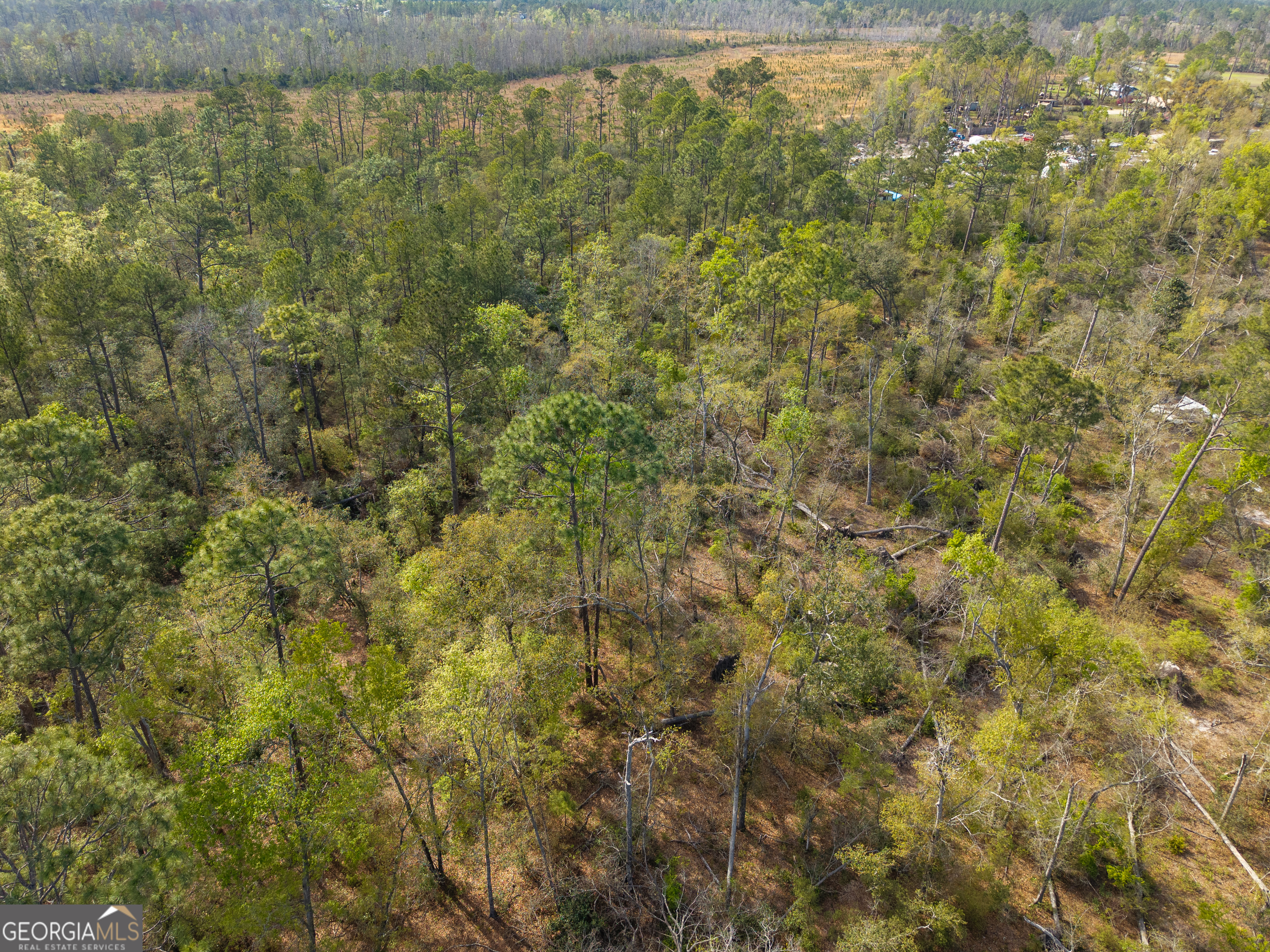 5536 Hickory Grove Road North Valdosta, GA 31606 - Photo 3 of 10 a view of a forest with a tree