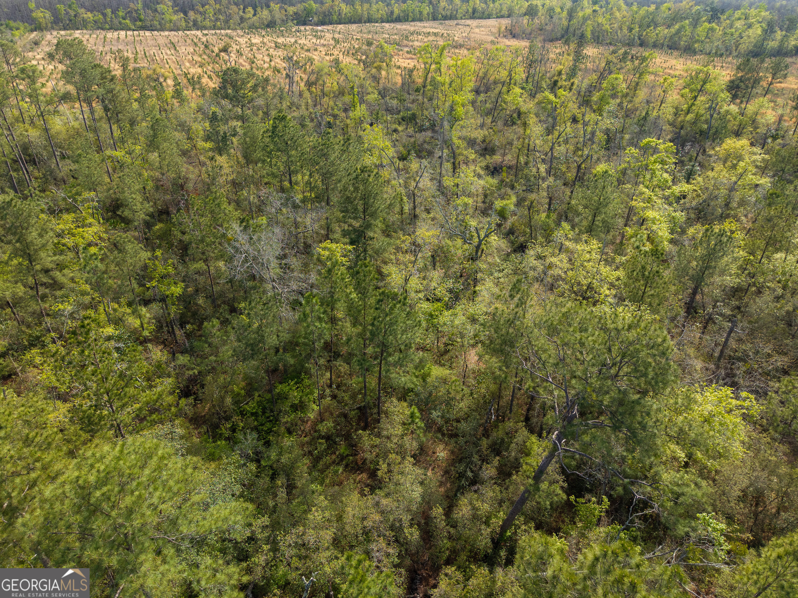 5536 Hickory Grove Road North Valdosta, GA 31606 - Photo 4 of 10 a view of a forest with a small yard
