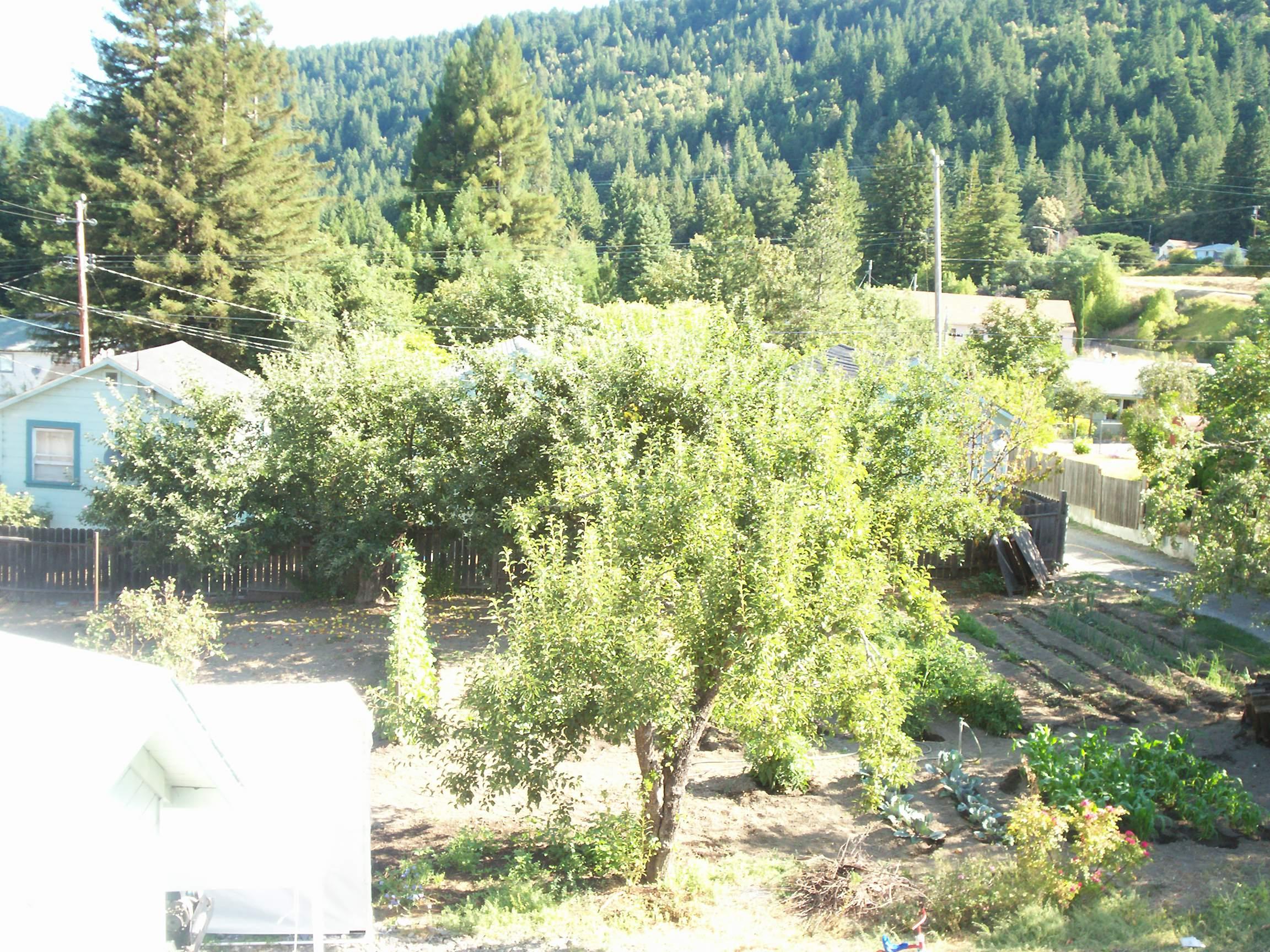 456 Newton Road Weott, CA 95571 - Photo 9 of 11 Orchard