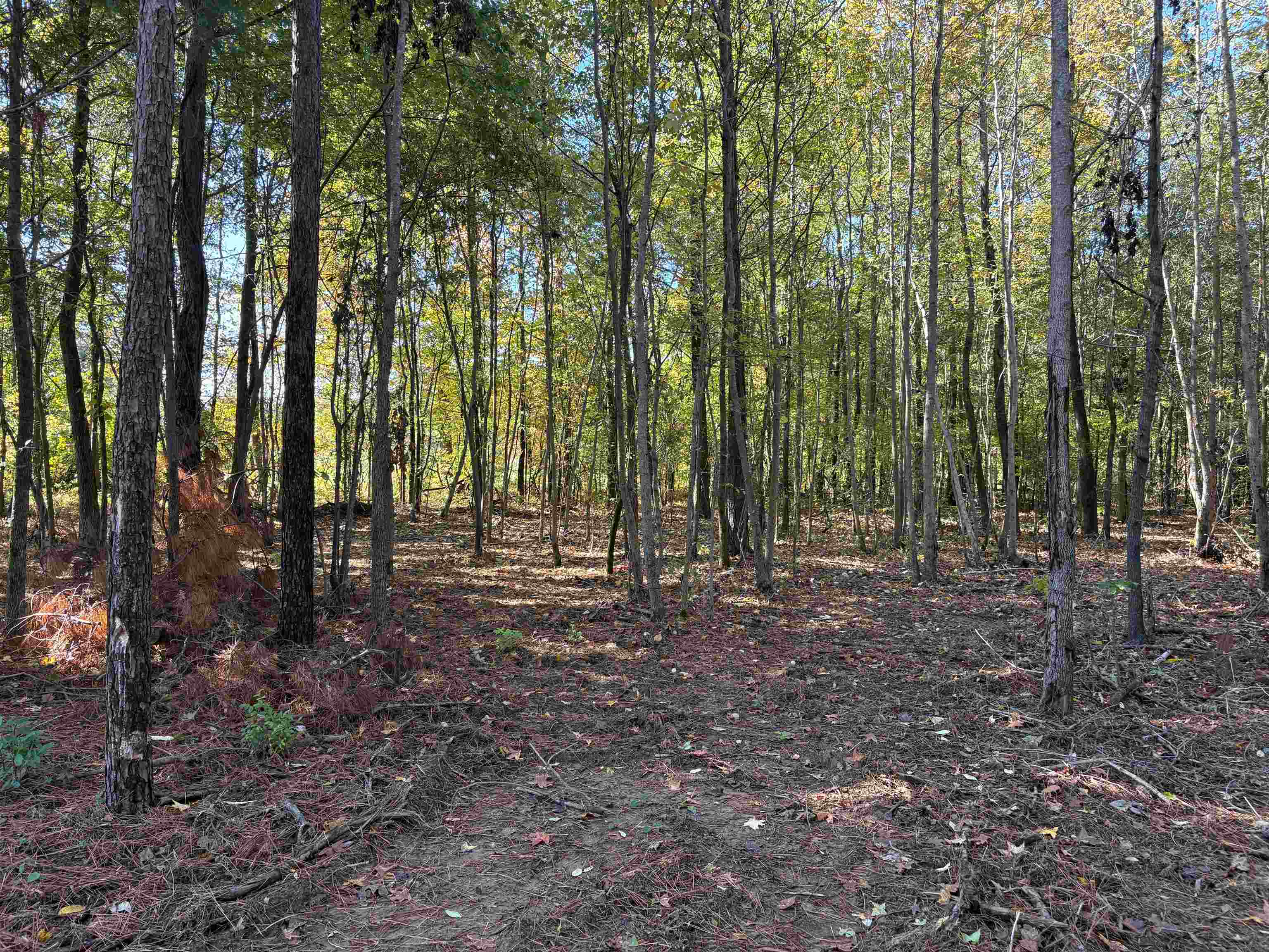 0 Bethuel Road, Unit LOT 14 Millington, TN 38053 - Photo 10 of 14 a view of outdoor space and covered with trees