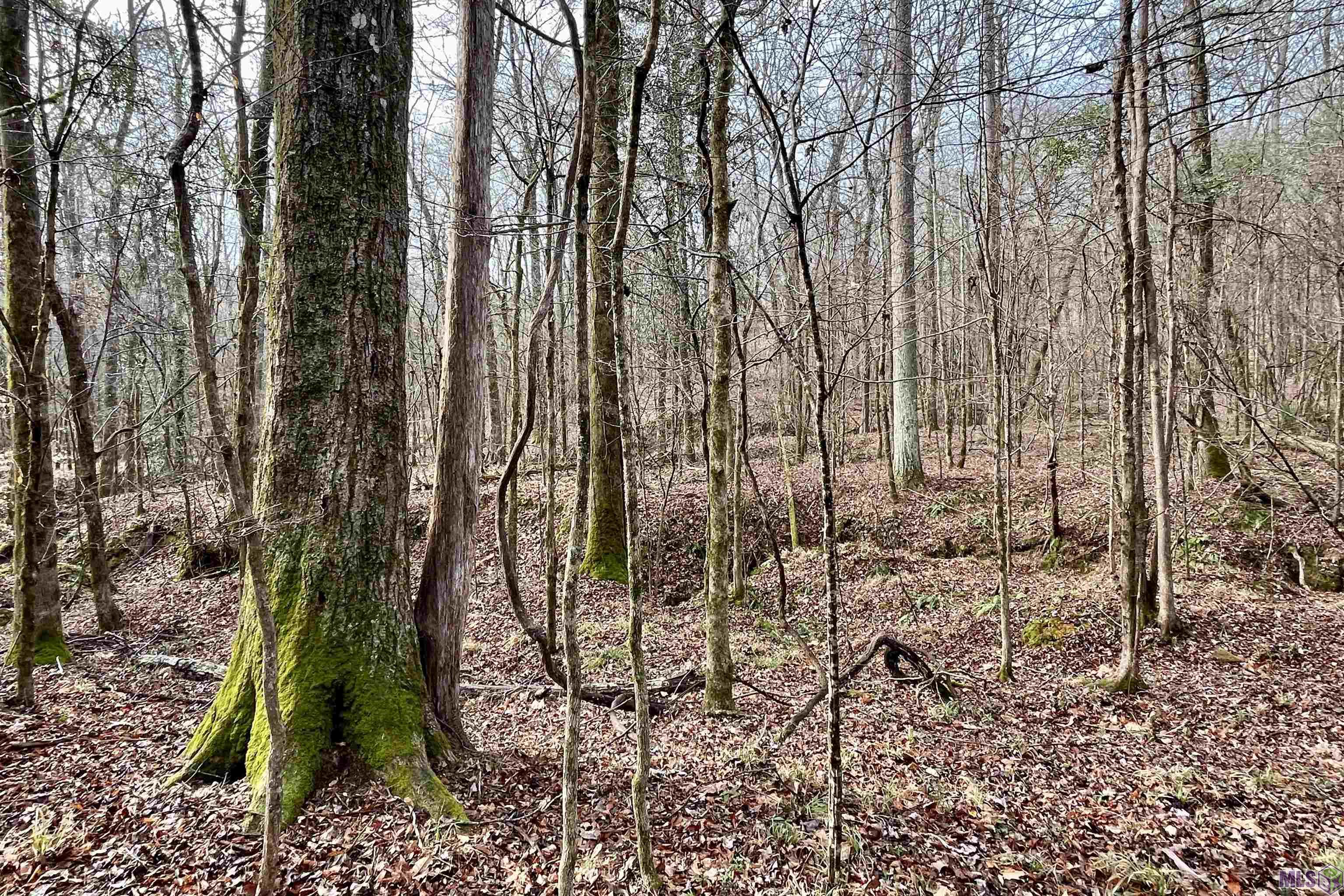 10078 Old Port Gibson Road Hermanville, MS 39086 - Photo 5 of 48