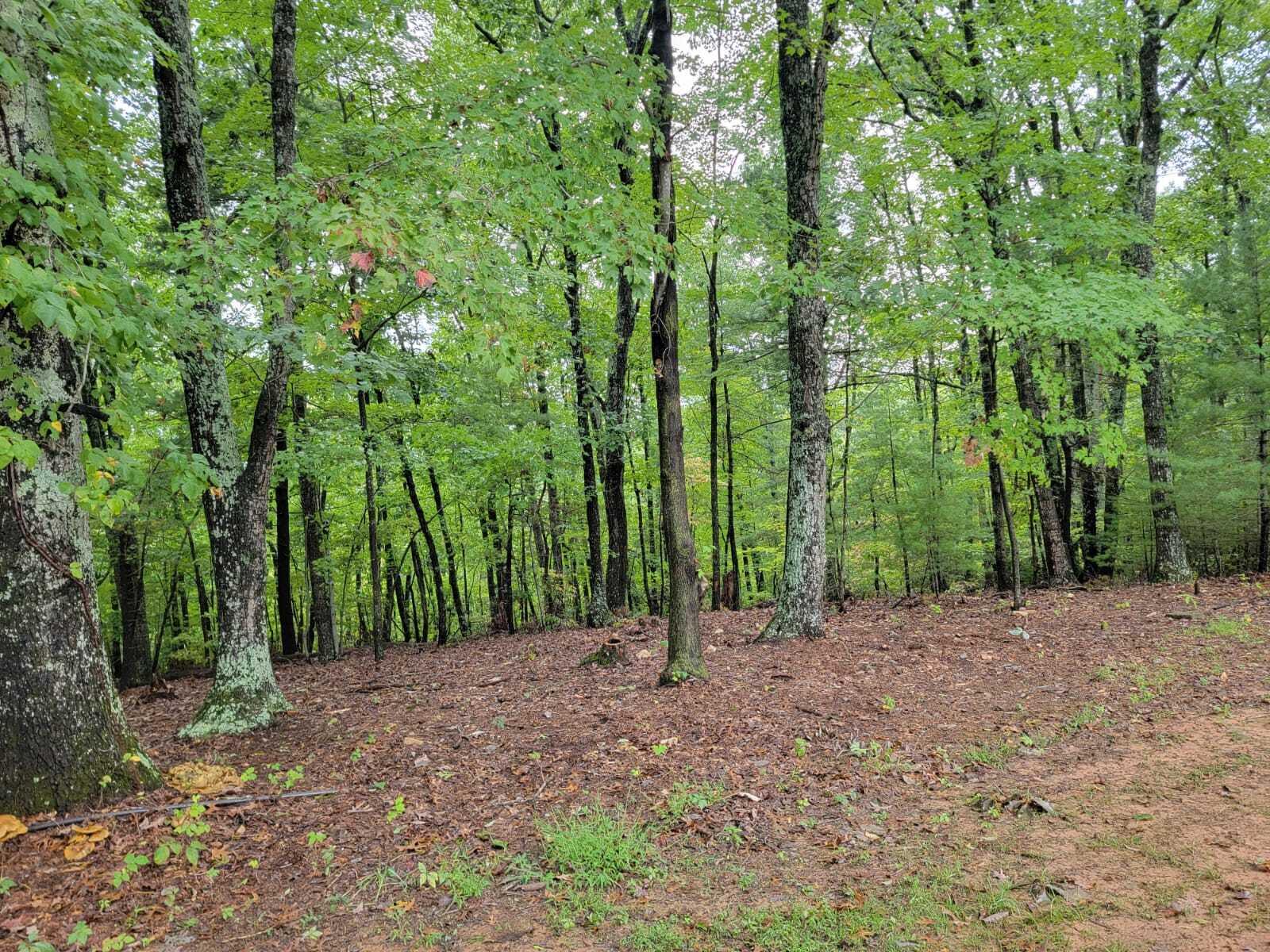 640 Cooks Knob Road Ferrum, VA 24088 - Photo 48 of 50 a view of outdoor space and tree