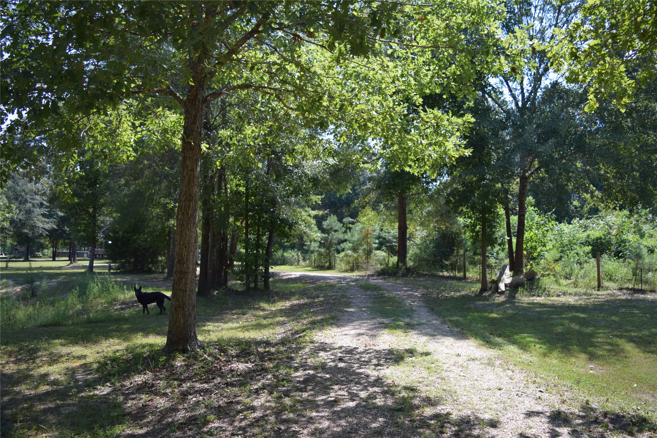 1151 County Line Road Shepherd, TX 77371 - Photo 4 of 40 a view of backyard with green space