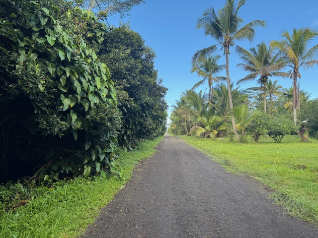 a view of a yard with plants and trees