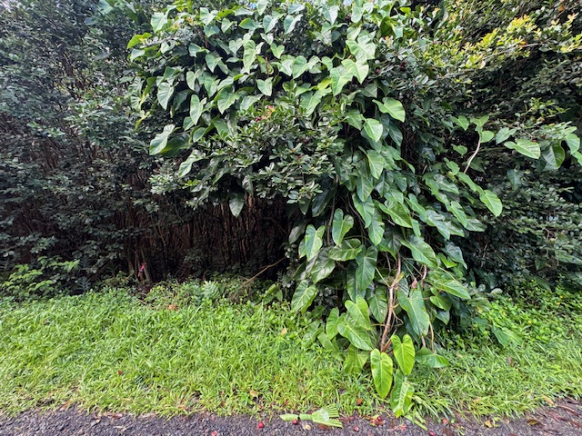 1401 3rd Avenue Keaau, HI 96749 - Photo 21 of 30