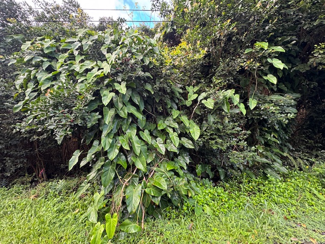 1401 3rd Avenue Keaau, HI 96749 - Photo 22 of 30 a view of a lush green forest