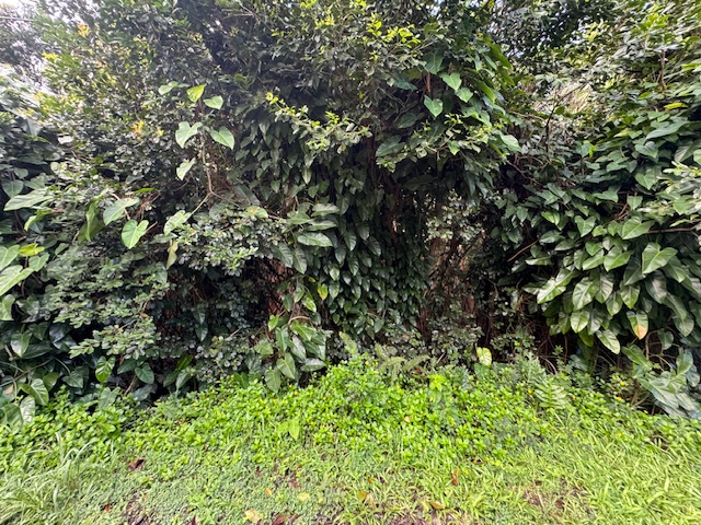 1401 3rd Avenue Keaau, HI 96749 - Photo 23 of 30