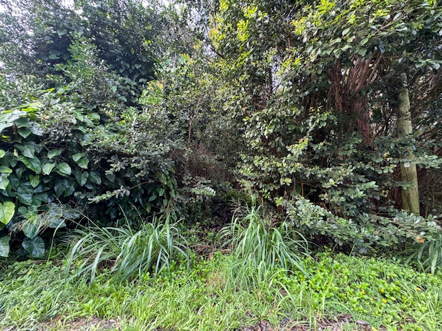 1401 3rd Avenue Keaau, HI 96749 - Photo 25 of 30 a view of a lush green forest with lawn chairs