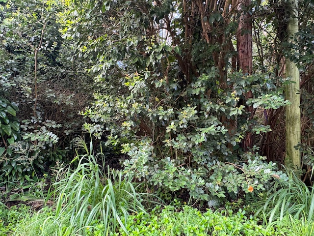 1401 3rd Avenue Keaau, HI 96749 - Photo 26 of 30 a view of a lush green forest