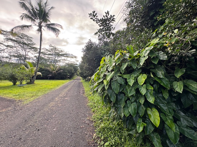1401 3rd Avenue Keaau, HI 96749 - Photo 27 of 30 a view of a garden with a tree