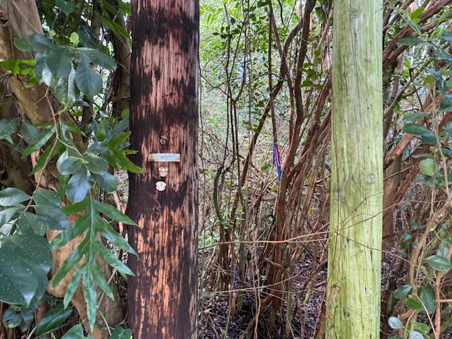 1401 3rd Avenue Keaau, HI 96749 - Photo 10 of 30 a view of a tree with a tree
