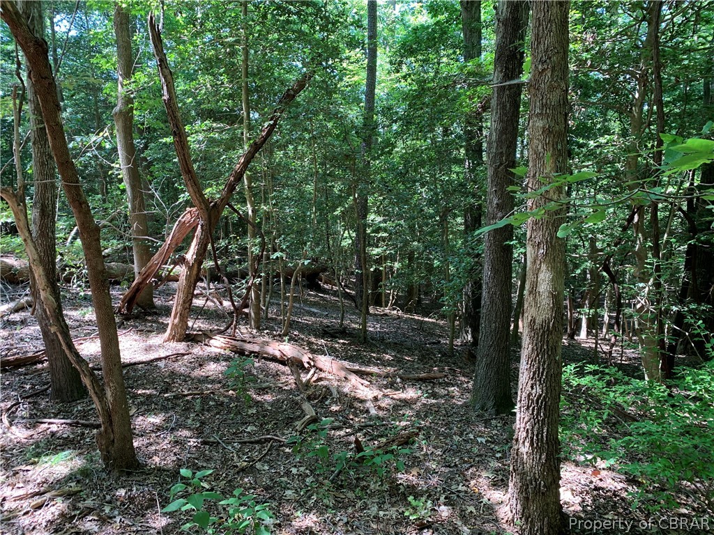 Lot 41 Wilton Creek Road Hartfield, VA 23071 - Photo 11 of 12 Ravine along the North Boundary Line