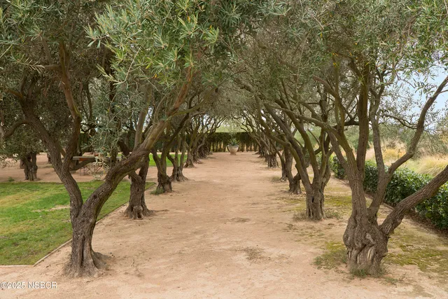 a view of a yard with a tree