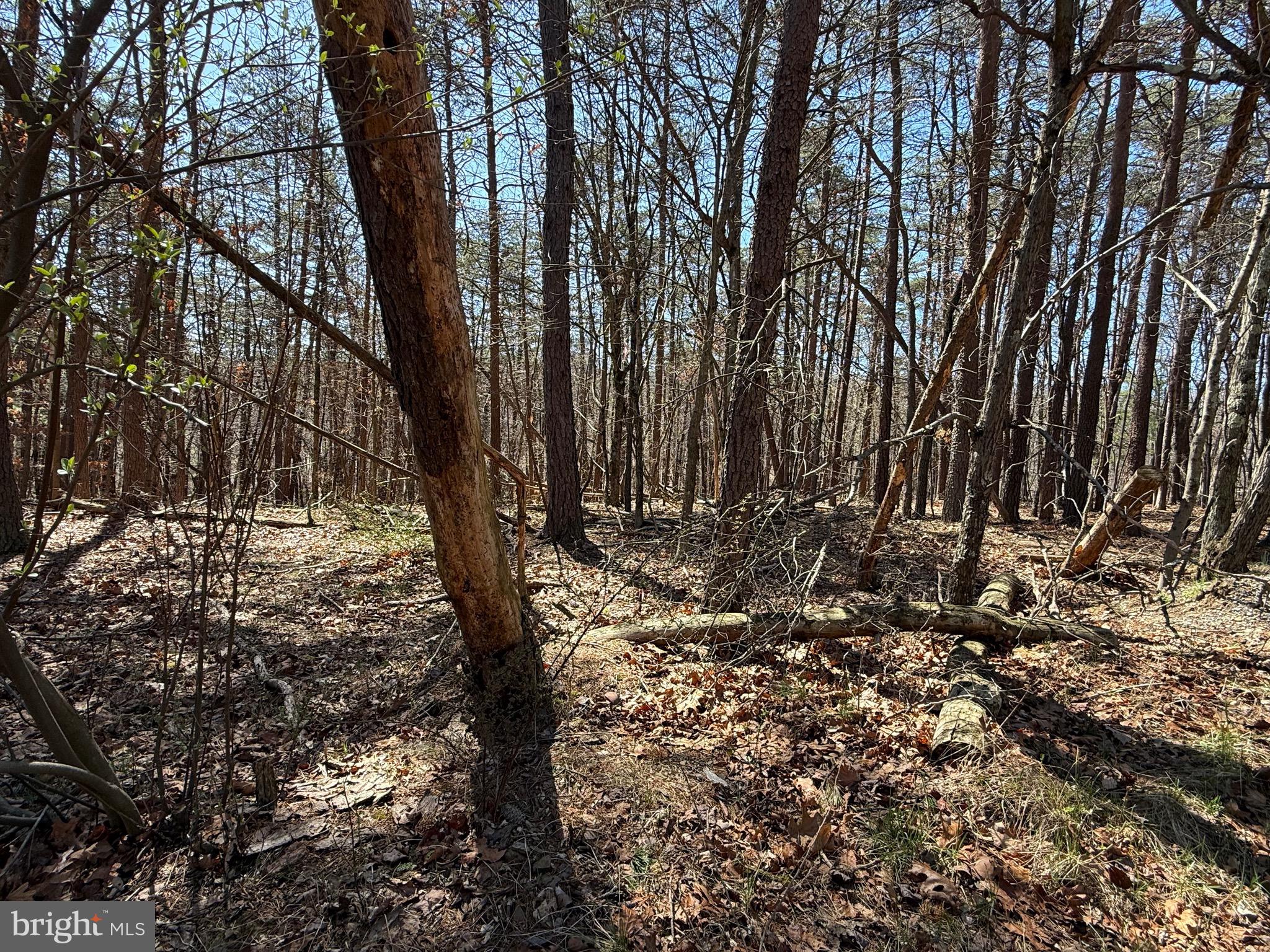 Kentucky Lane Berkeley Springs, WV 25411 - Photo 16 of 20 a view of a forest filled with trees