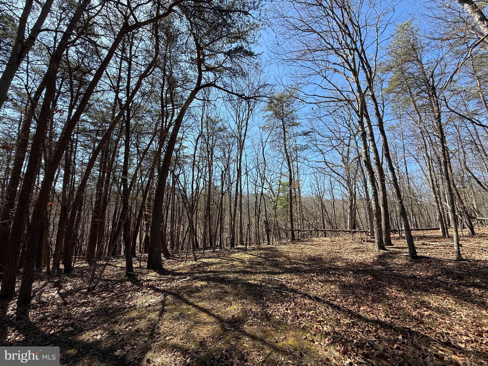 Kentucky Lane Berkeley Springs, WV 25411 - Photo 5 of 20 a view of a backyard with large trees