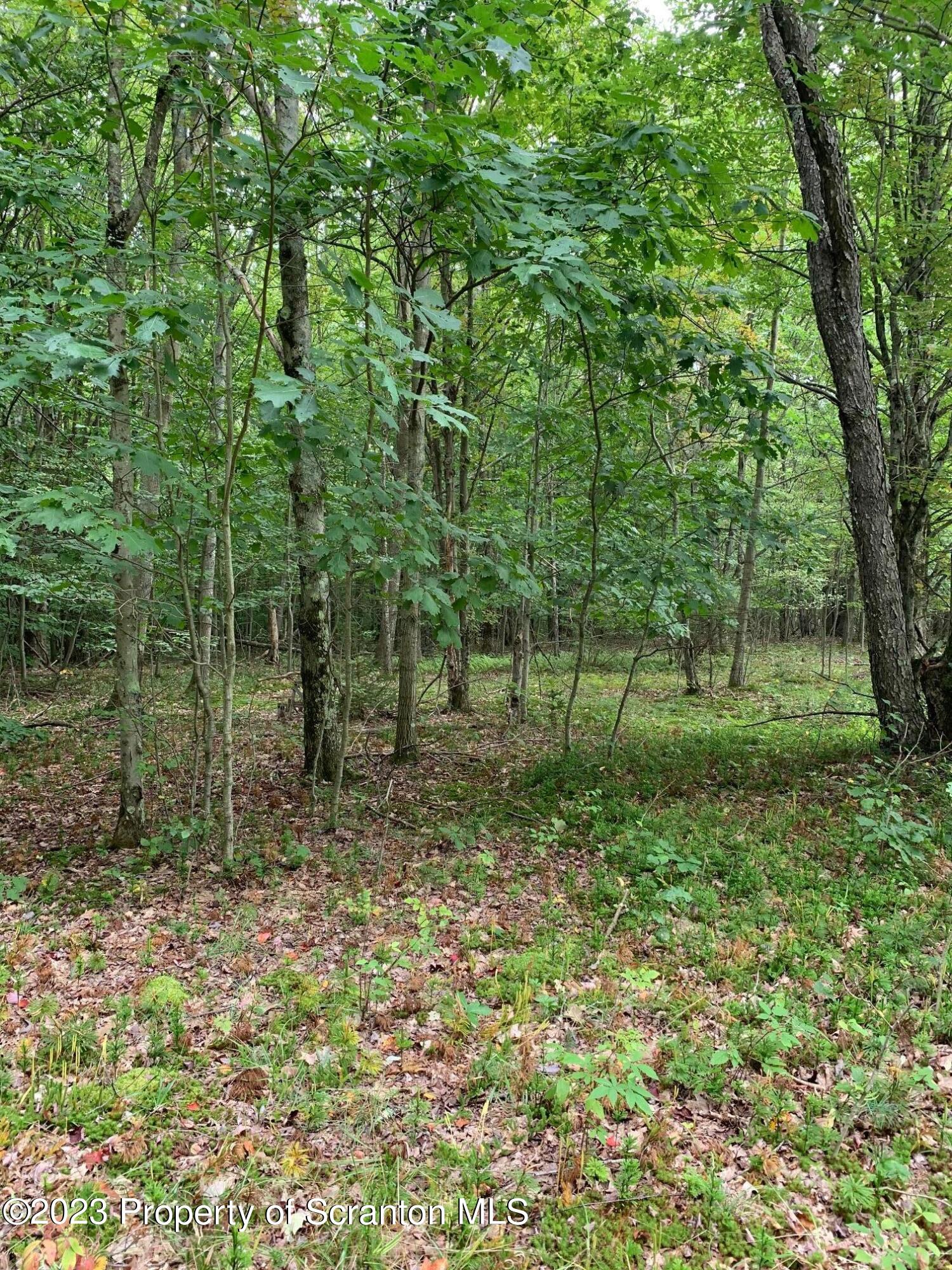 0 Irish Hill Road Warren Center, PA 18851 - Photo 6 of 12 a view of a lush green forest