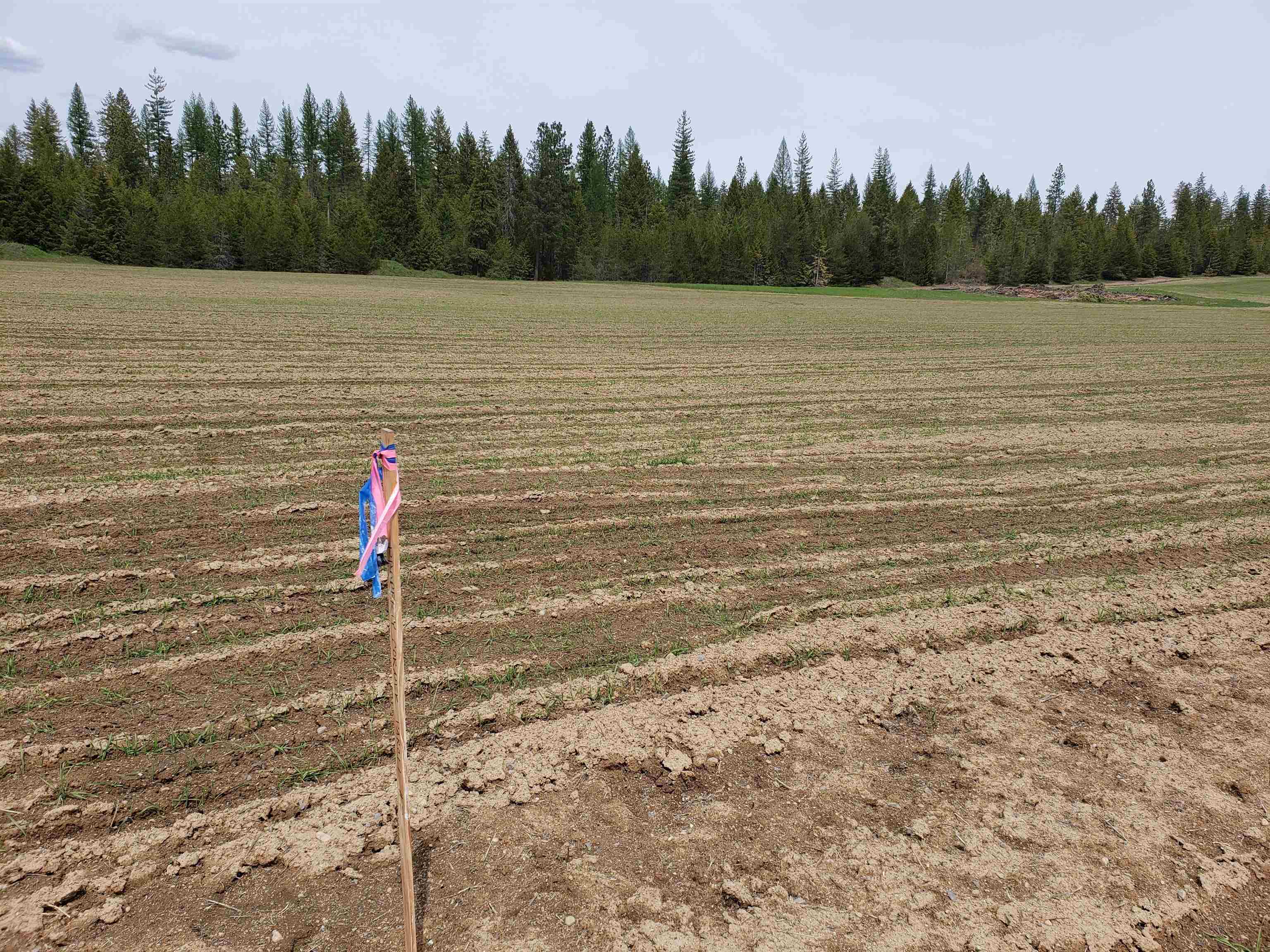 Lot S Spring Valley Road Newport, WA 99156 - Photo 3 of 7 Gallery Image 3