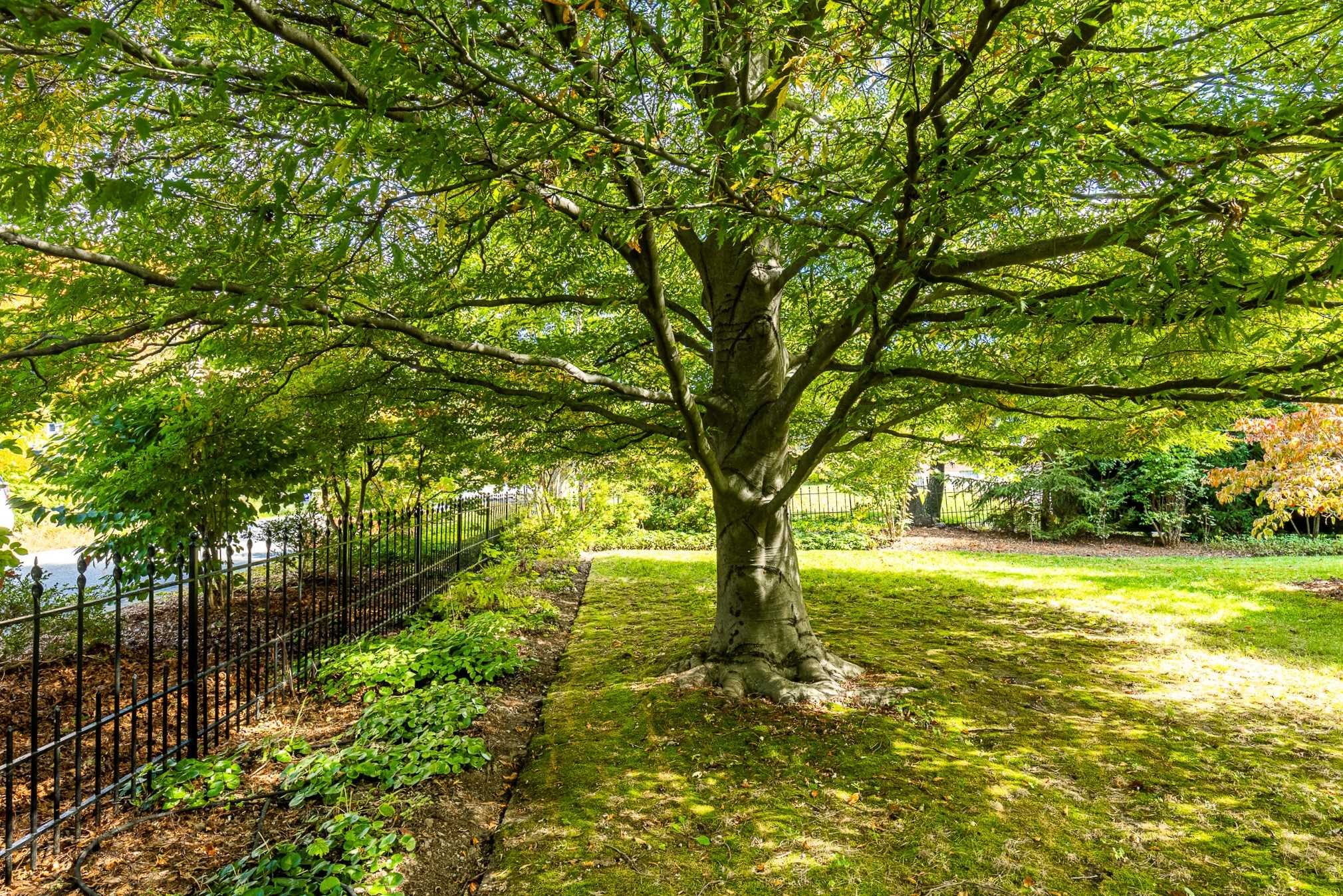 78 Maple Avenue Millbrook, NY 12545 - Photo 34 of 35 a view of outdoor space with trees