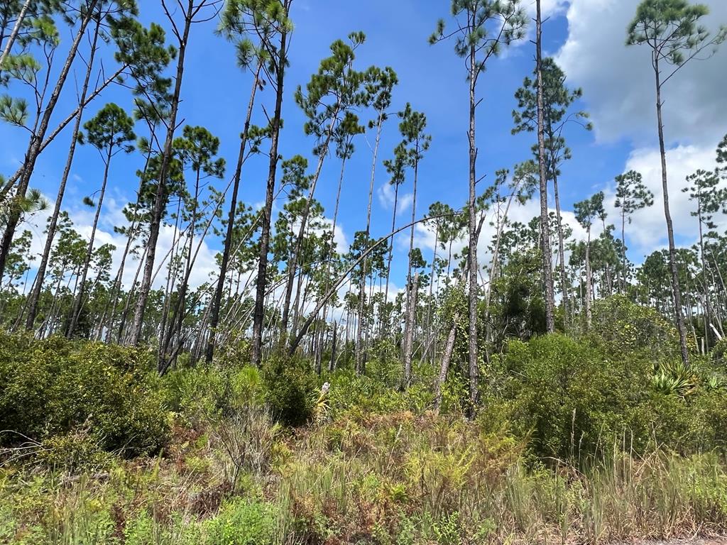 Lot 30 West Marsh Line Road, Unit LOT 30 Wewahitchka, FL 32465 - Photo 5 of 7