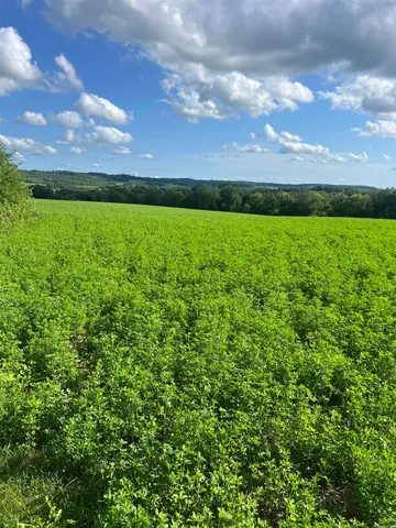 a view of a big yard with lots of green space