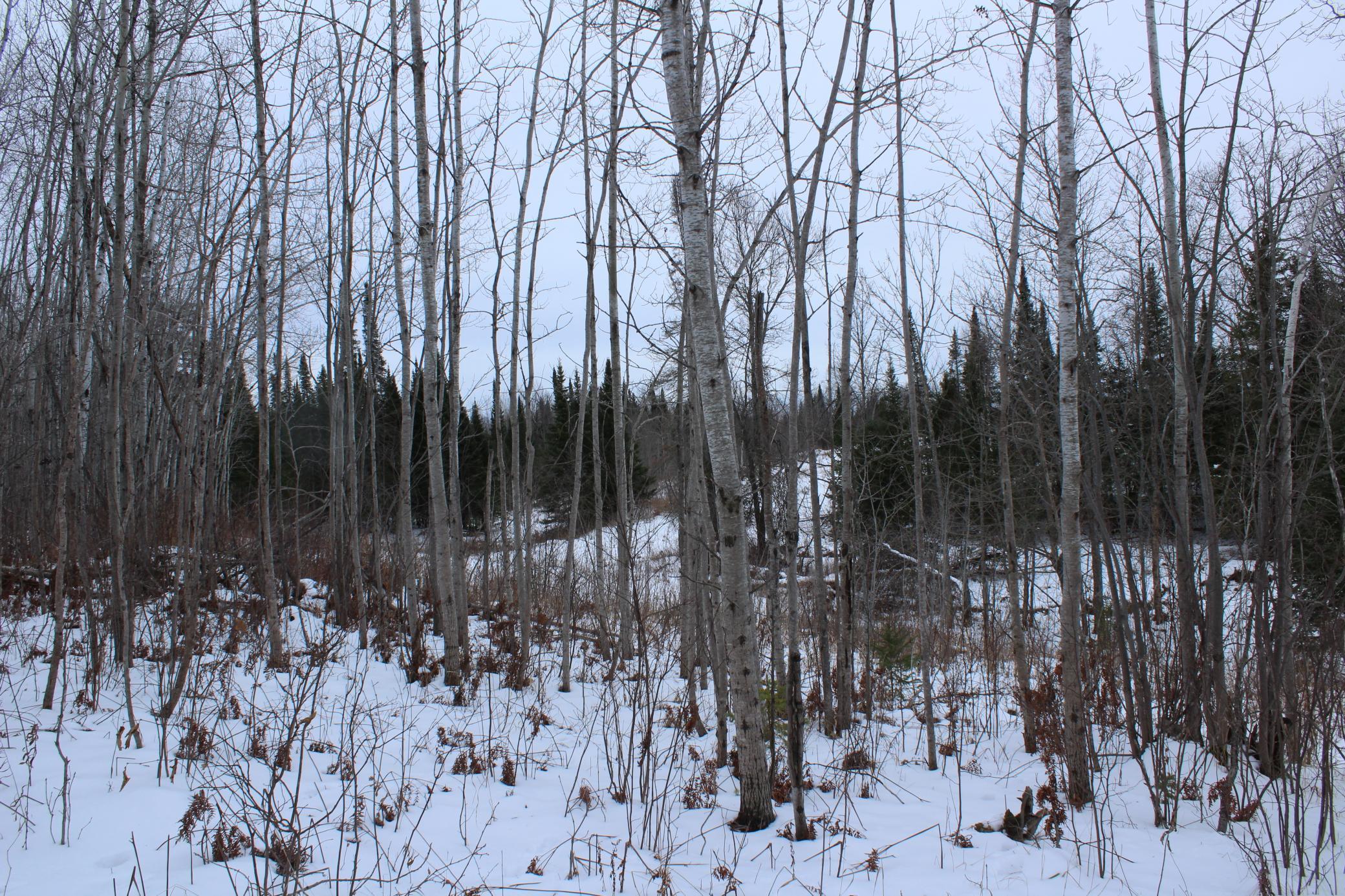 12201 East Hakkala Road Maple, WI 54854 - Photo 36 of 59