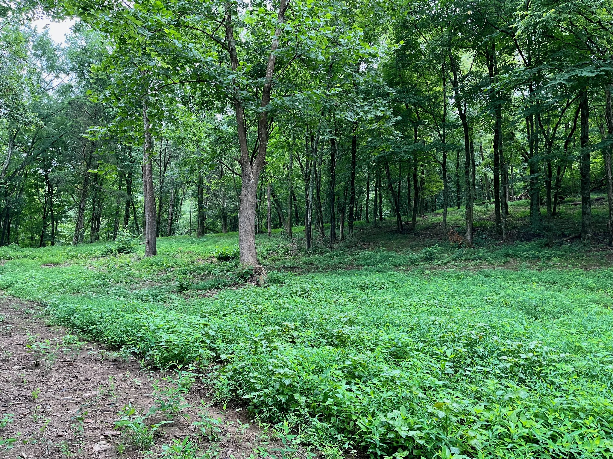 135 Dillehay Hollow Road Pleasant Shade, TN 37145 - Photo 39 of 47