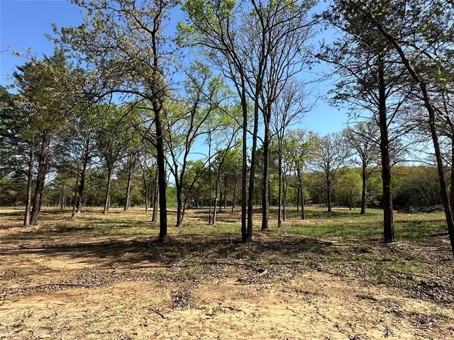 a view of a forest filled with trees