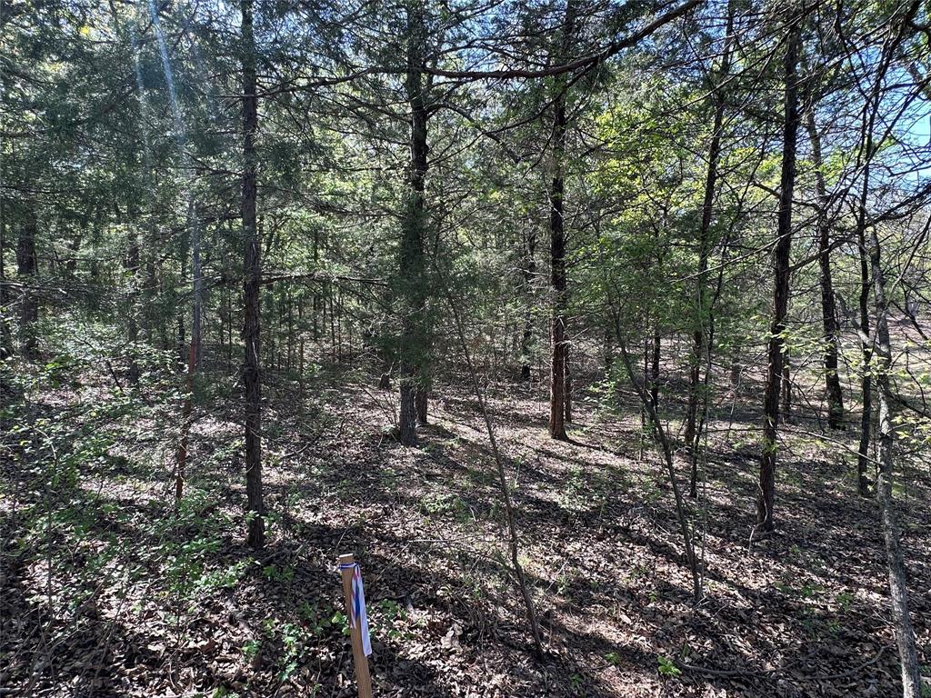 Tbd Lot 5 Tbd Gainesville, TX 76240 - Photo 8 of 8 a view of a forest filled with trees