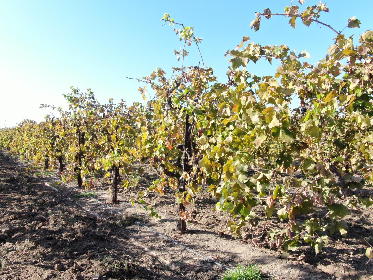 0 North Sycamore Street Acampo, CA 95220 - Photo 4 of 11 a view of a bunch of trees