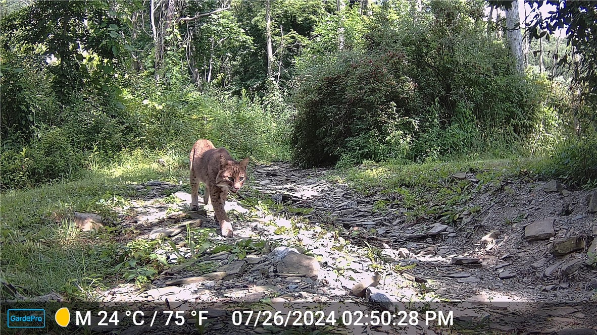 5663 Canadice Lake Road Canadice, NY 14560 - Photo 45 of 46 Bobcat
