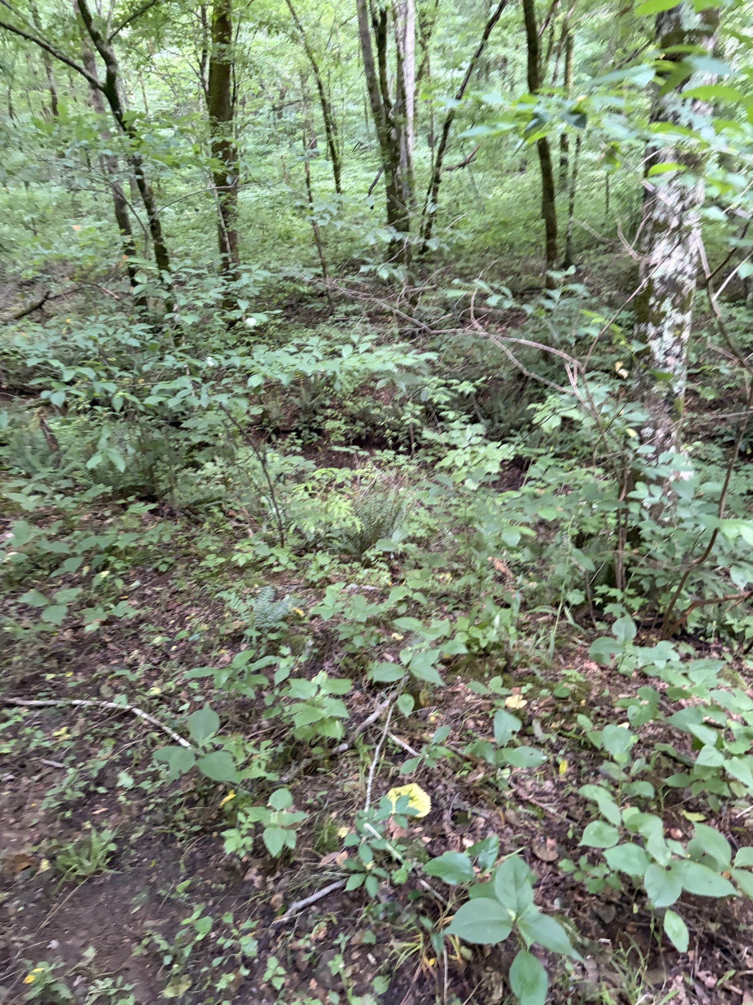 0 Kelso-Smithland Road Kelso, TN 37348 - Photo 14 of 45 a view of a lush green forest