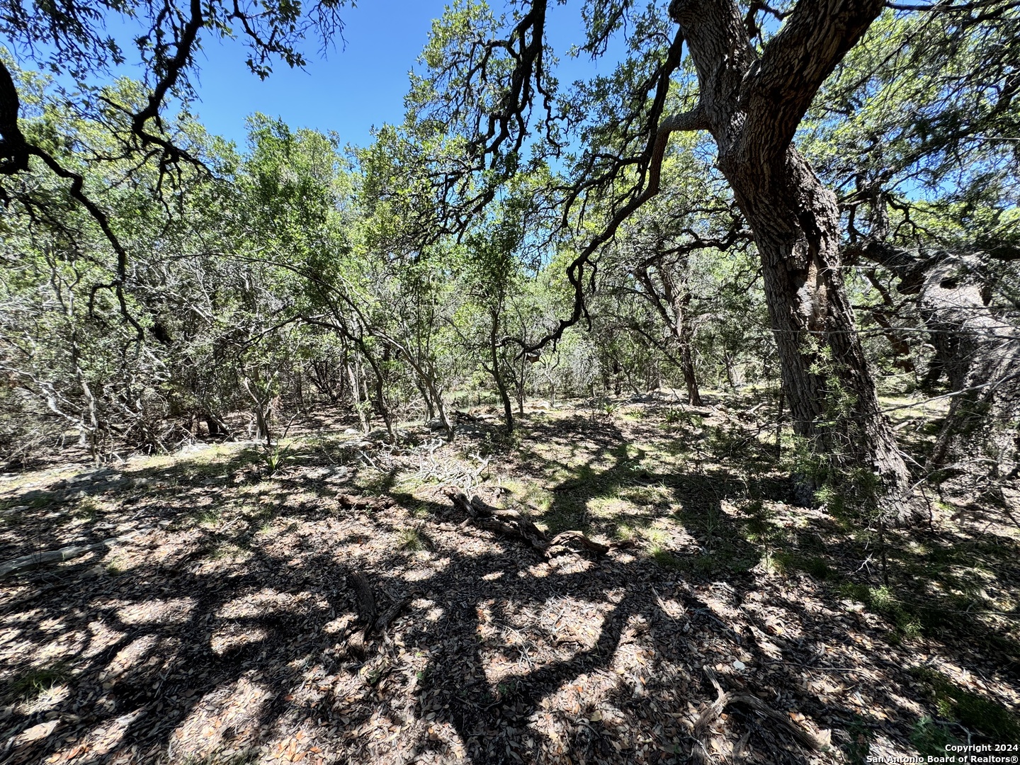 854 Maximino Ridge Bulverde, TX 78163 - Photo 9 of 21