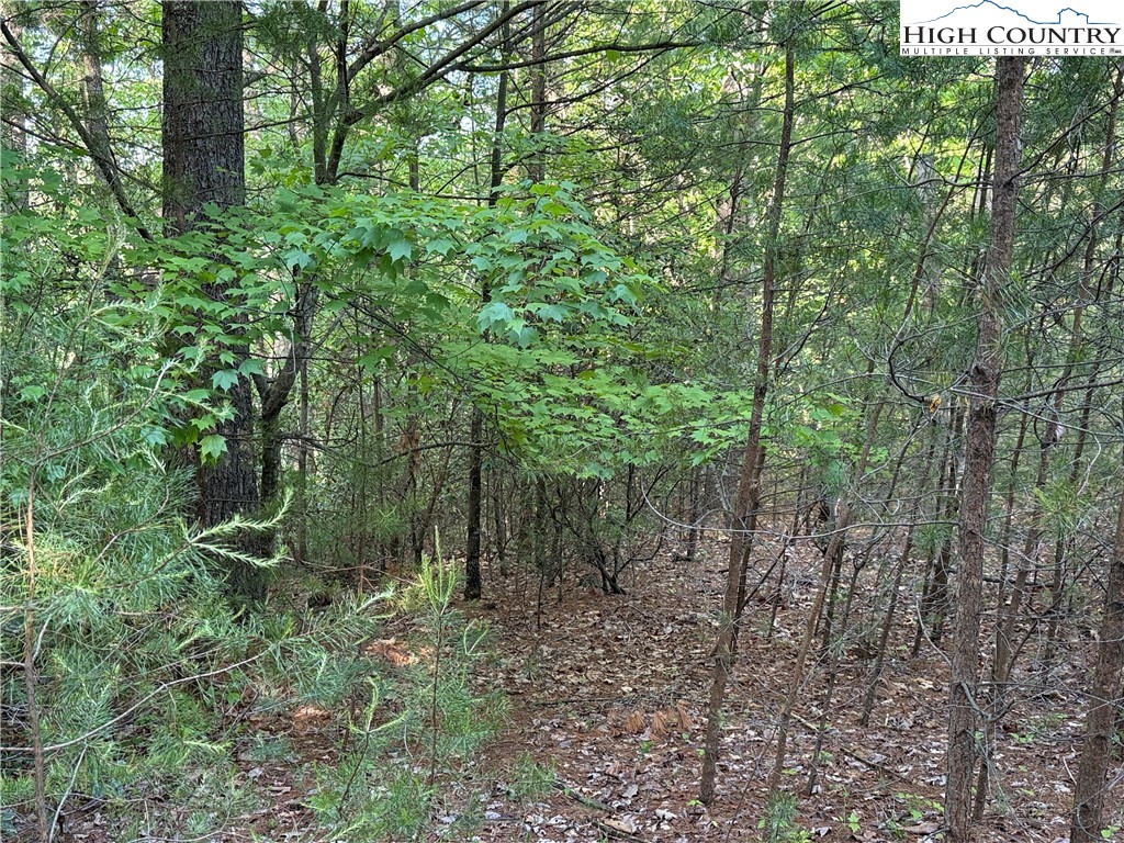 Lot 27 Wolf Pen Road Purlear, NC 28665 - Photo 11 of 48 a view of a forest with trees in the background
