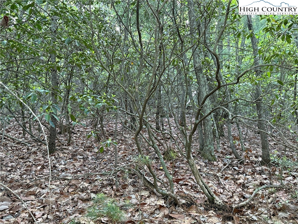 Lot 27 Wolf Pen Road Purlear, NC 28665 - Photo 13 of 48 a view of a yard with a tree