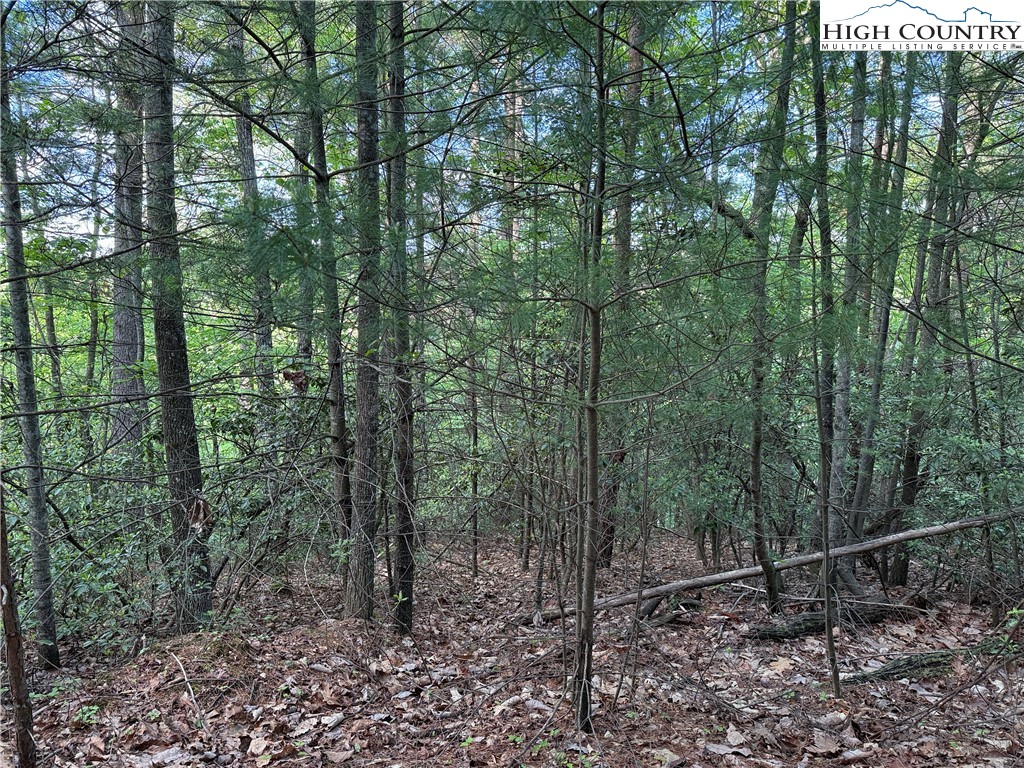 Lot 27 Wolf Pen Road Purlear, NC 28665 - Photo 14 of 48 a view of a forest that has large trees