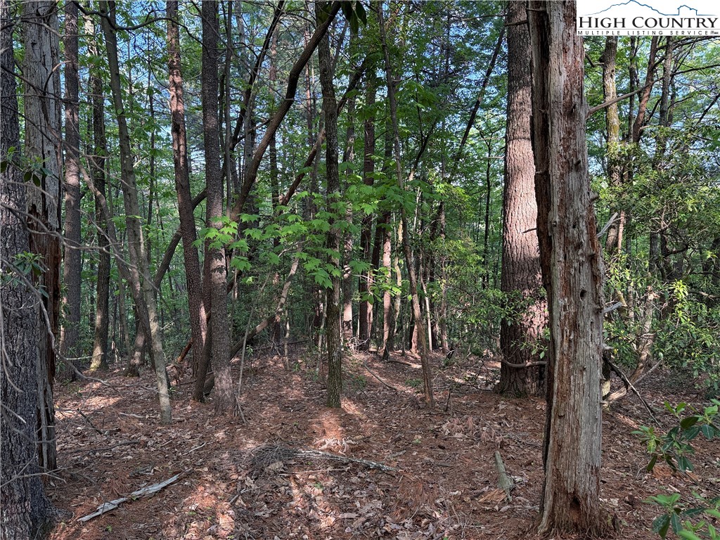 Lot 27 Wolf Pen Road Purlear, NC 28665 - Photo 17 of 48 a view of a forest with trees