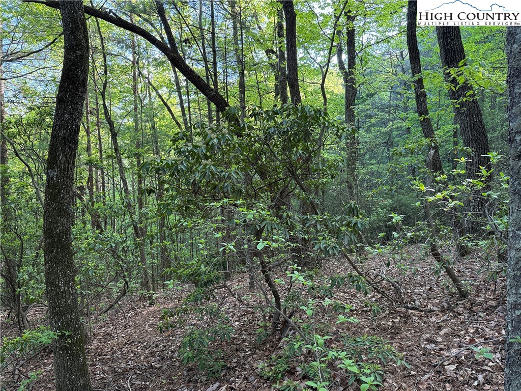 Lot 27 Wolf Pen Road Purlear, NC 28665 - Photo 19 of 48 a view of a forest with trees