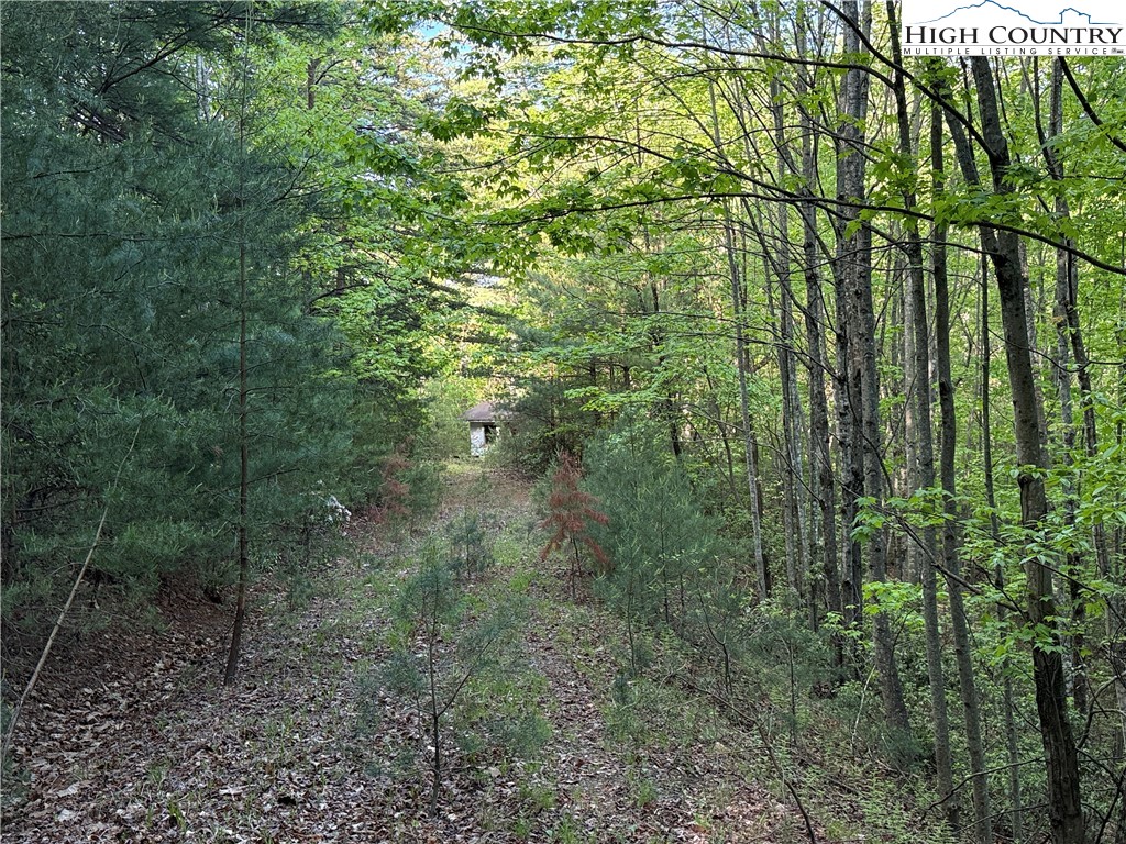 Lot 27 Wolf Pen Road Purlear, NC 28665 - Photo 8 of 48 a view of a forest with lots of trees