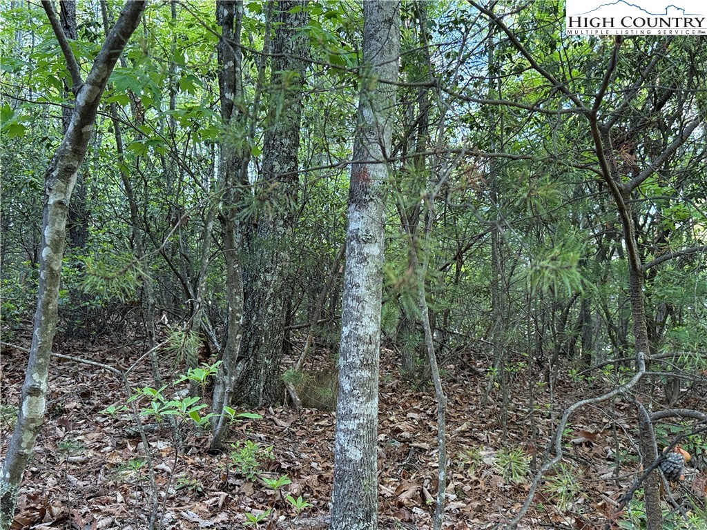 Lot 27 Wolf Pen Road Purlear, NC 28665 - Photo 9 of 48 a view of a forest with trees in the background