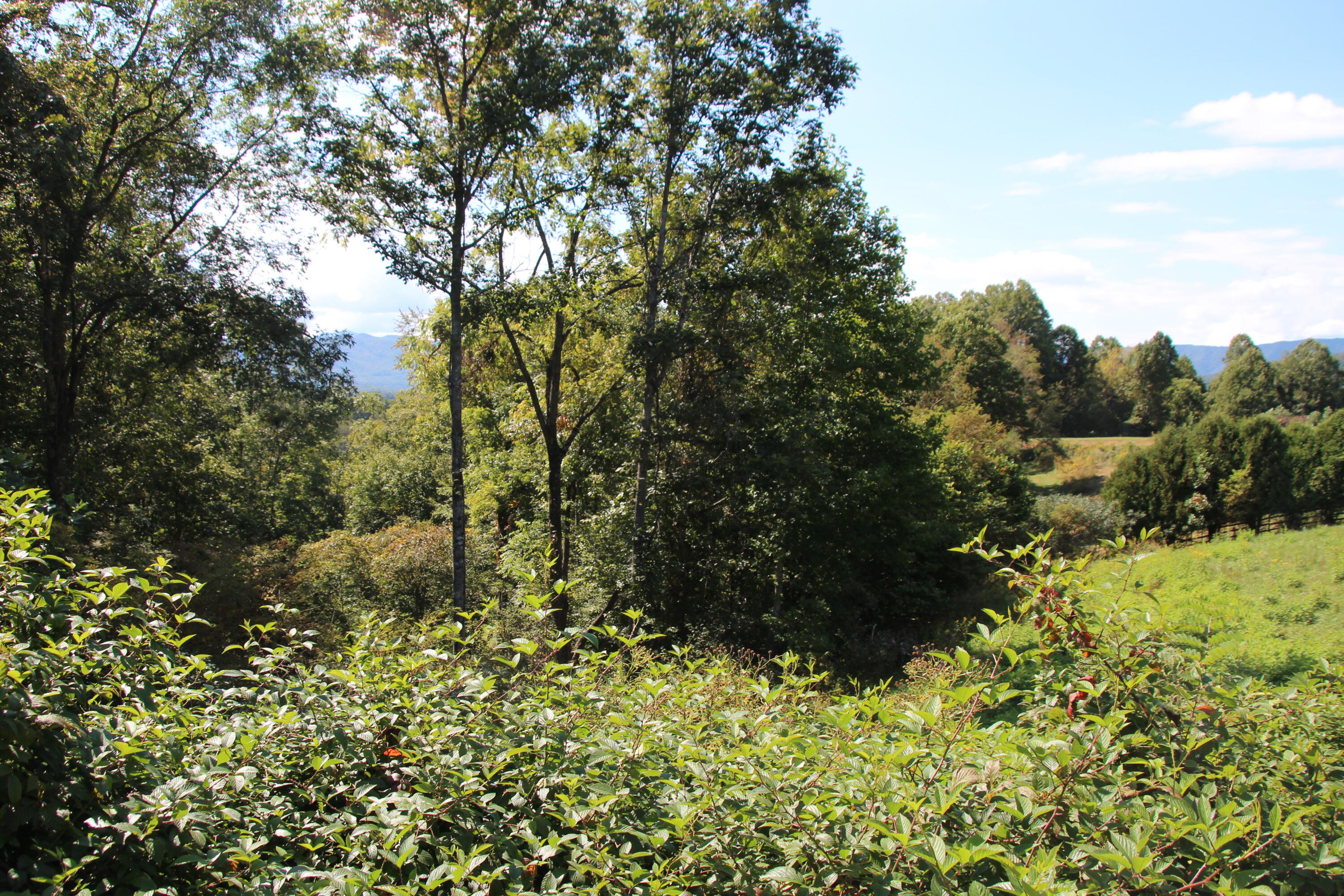 Lot #49 Redbud Circle, Unit 49 Butler, TN 37640 - Photo 11 of 84 EASY ACCESS