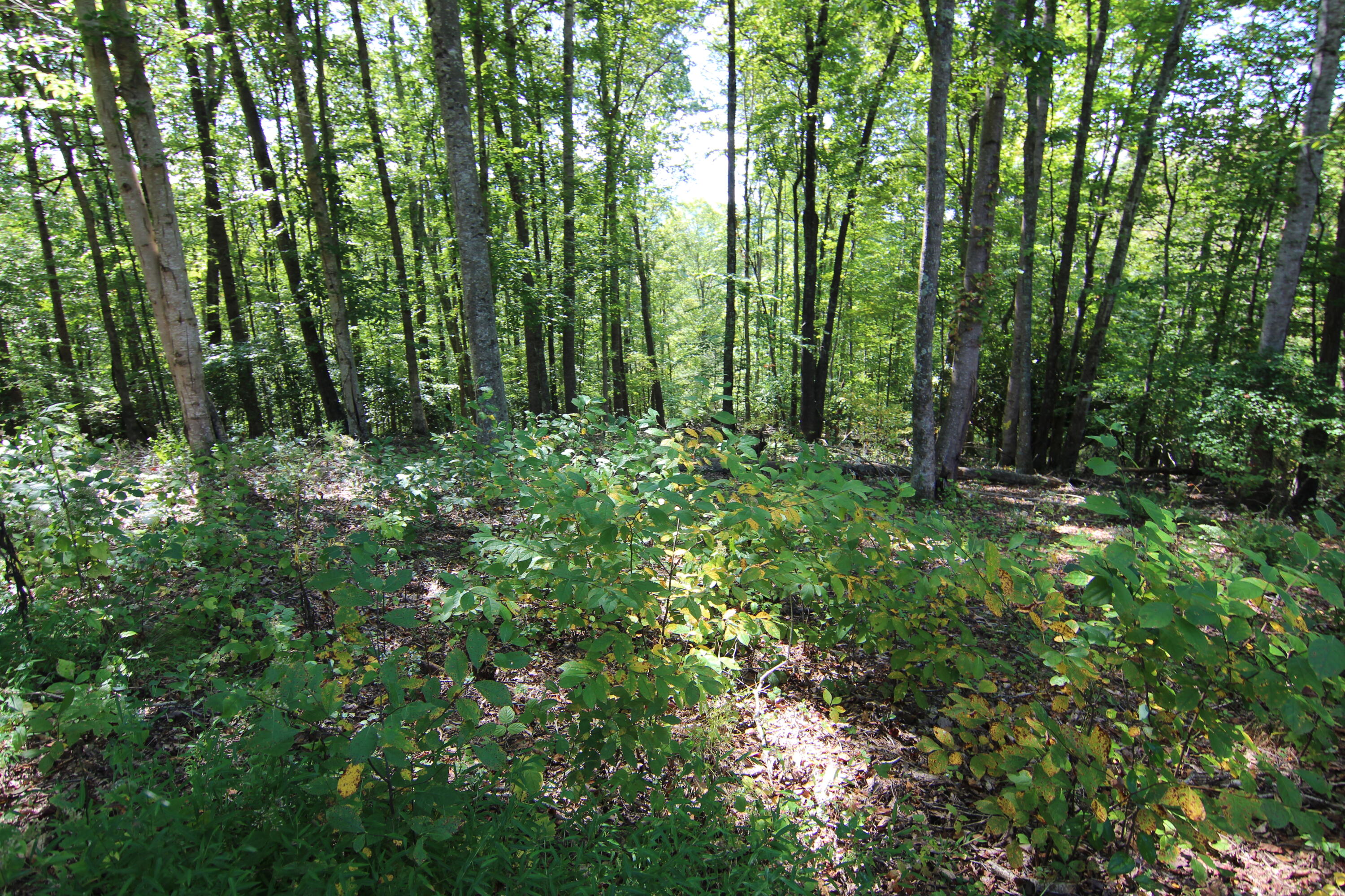 Lot #49 Redbud Circle, Unit 49 Butler, TN 37640 - Photo 3 of 84 SEVERAL GREAT BUILDING SITES!
