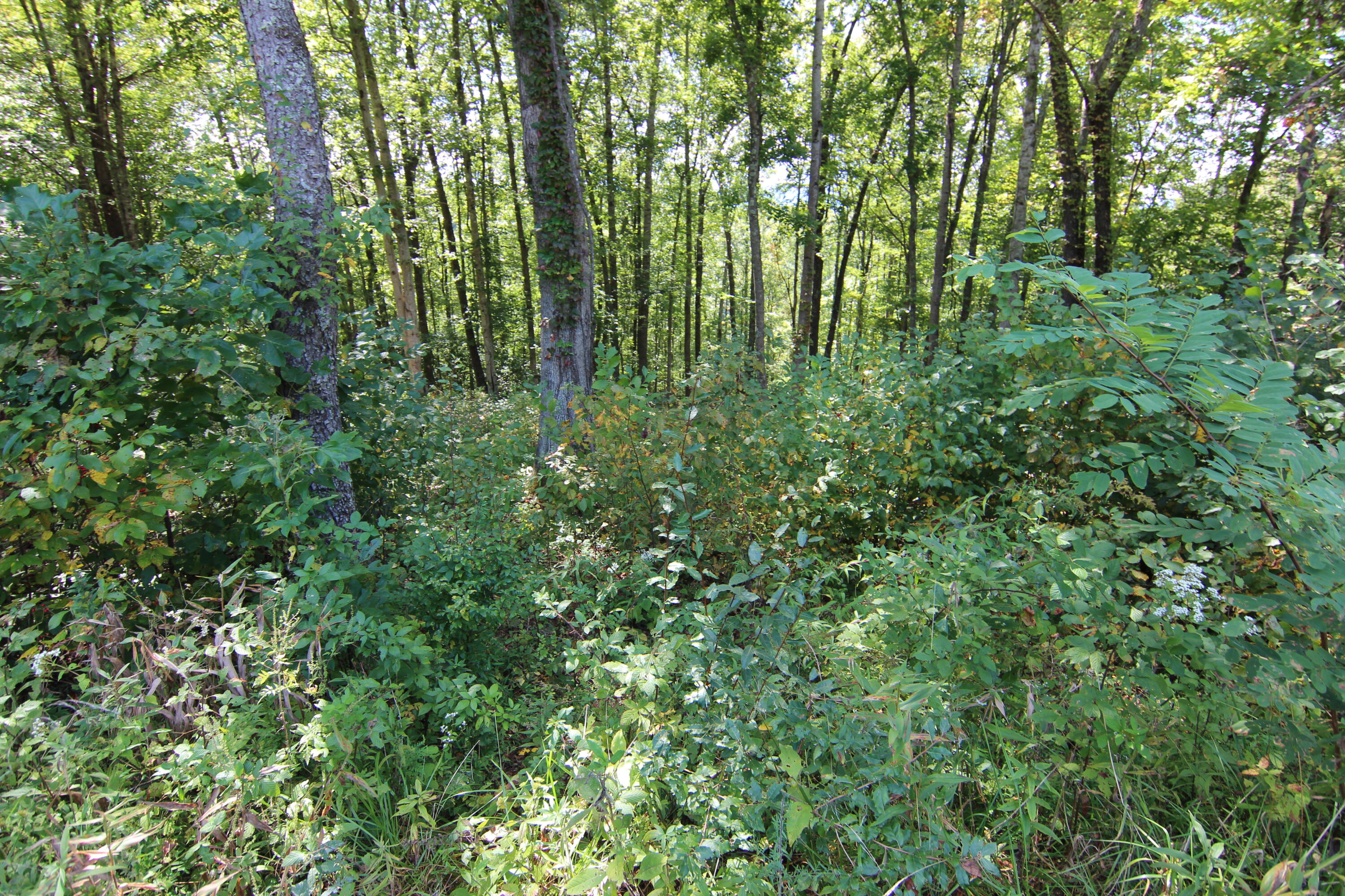 Lot #49 Redbud Circle, Unit 49 Butler, TN 37640 - Photo 6 of 84 LOTS OF TREES FOR PRIVACY!_