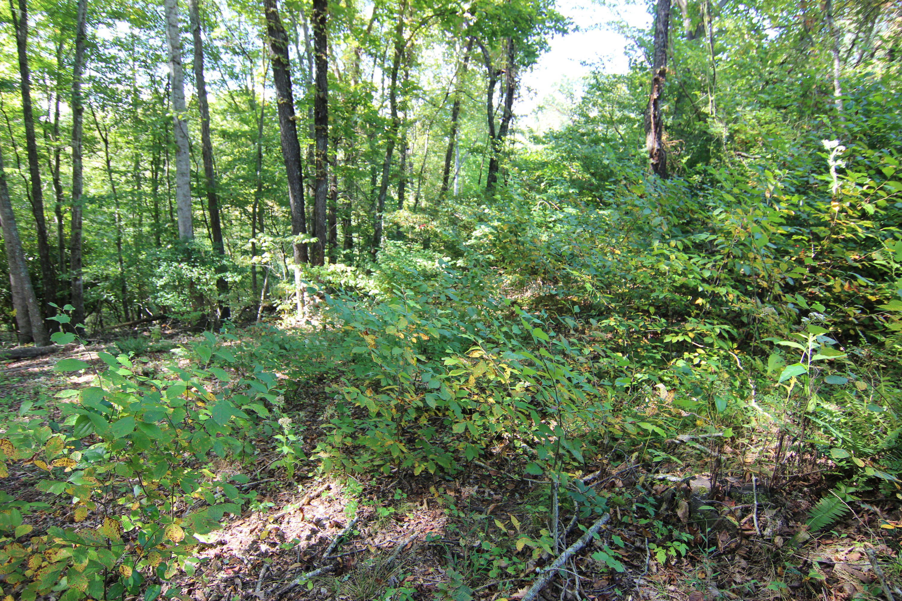Lot #49 Redbud Circle, Unit 49 Butler, TN 37640 - Photo 7 of 84 PART LEVEL EASY ACCESS