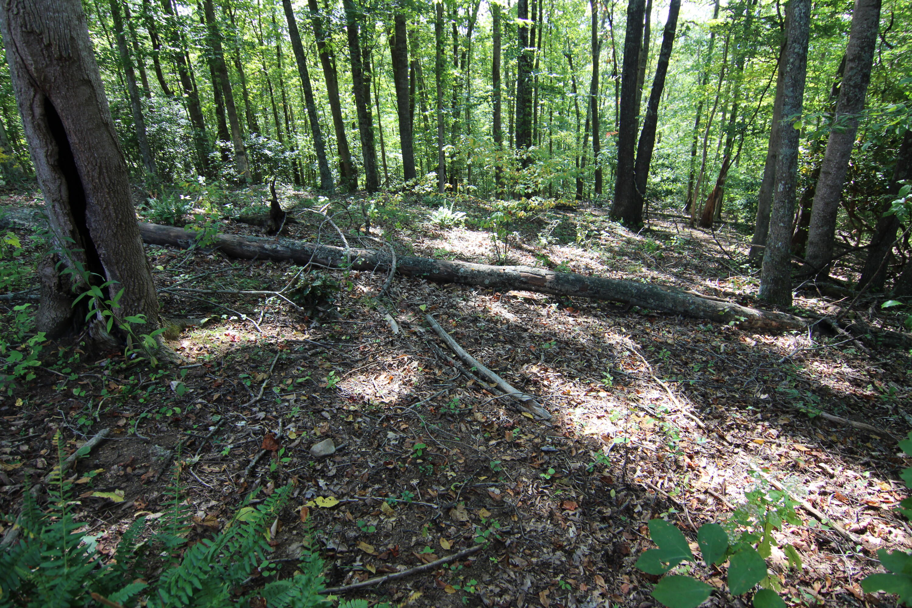 Lot #49 Redbud Circle, Unit 49 Butler, TN 37640 - Photo 8 of 84 GREAT BUILDING SITE