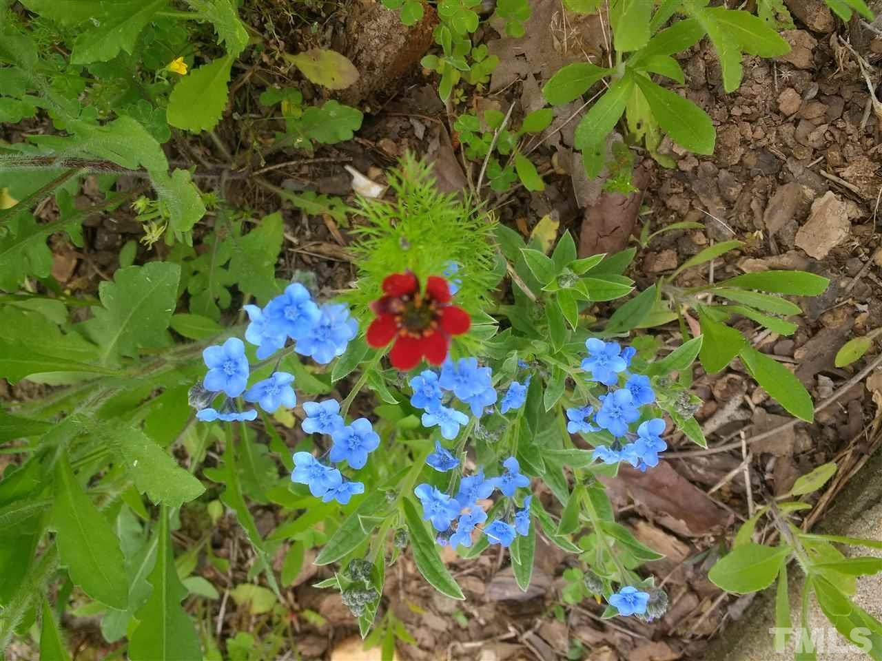 135 Cattle Farm Drive Raleigh, NC 27603 - Photo 27 of 30 a flower view