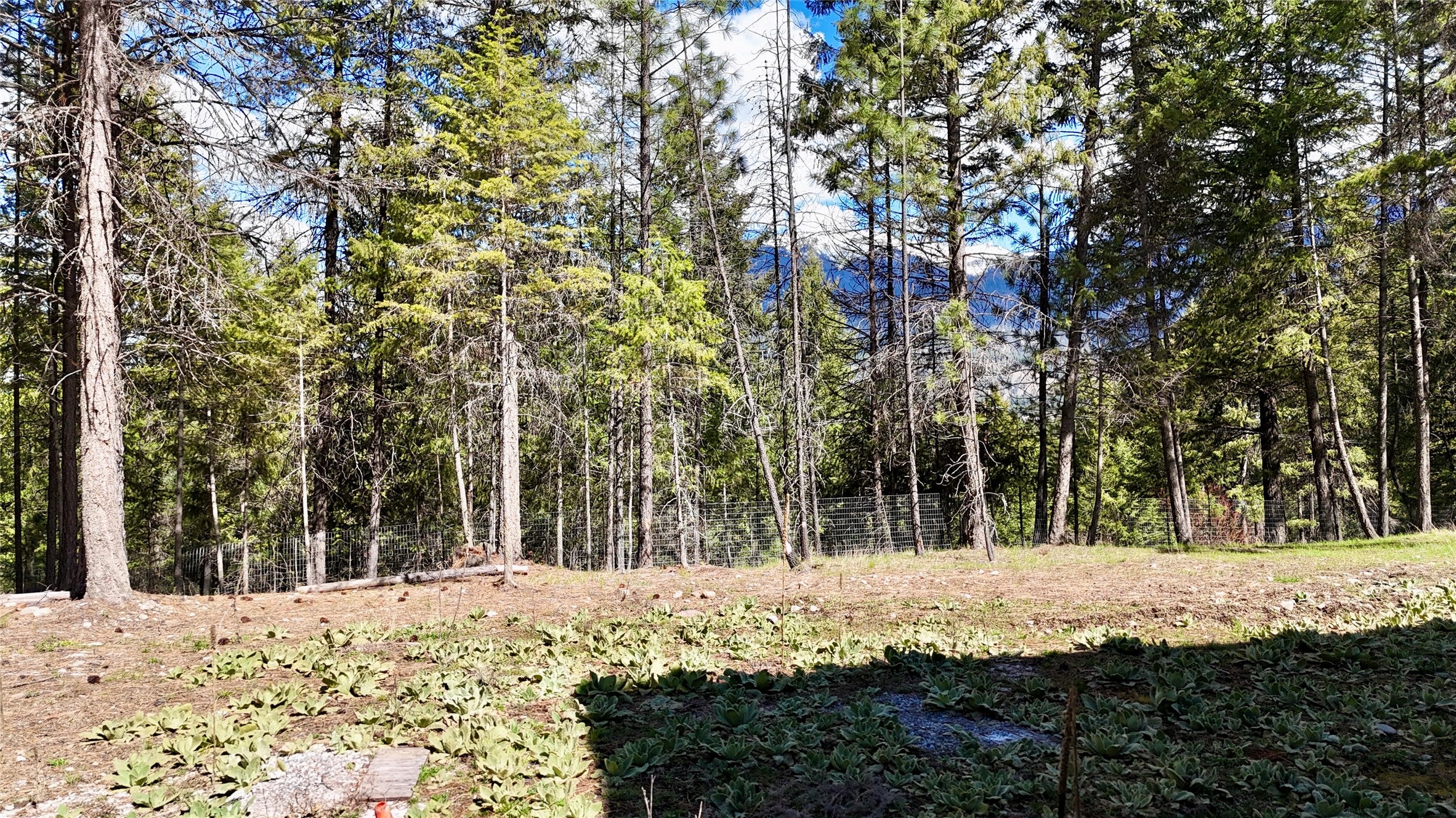421 Cherry Creek Road Thompson Falls, MT 59873 - Photo 50 of 75 Side yard