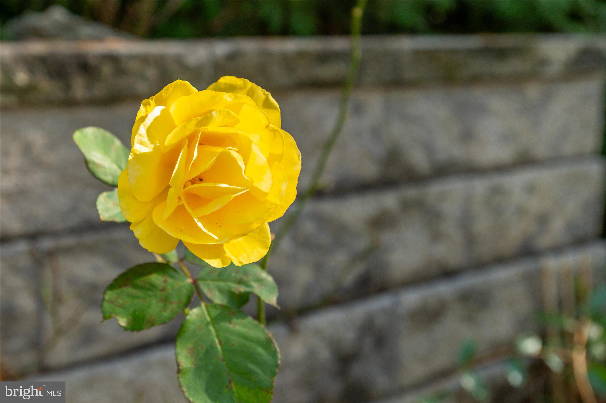 6812 Tulip Hill Terrace Bethesda, MD 20816 - Photo 31 of 35 a view of a wooden floor